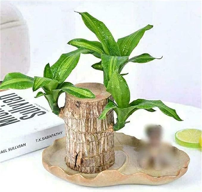Green Lucky Brazil Wood Plant ( Pack Of 1 )
