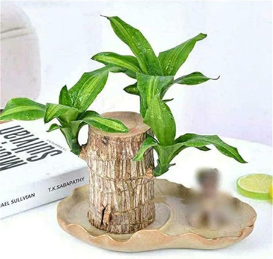 Green Lucky Brazil Wood Plant ( Pack Of 1 )